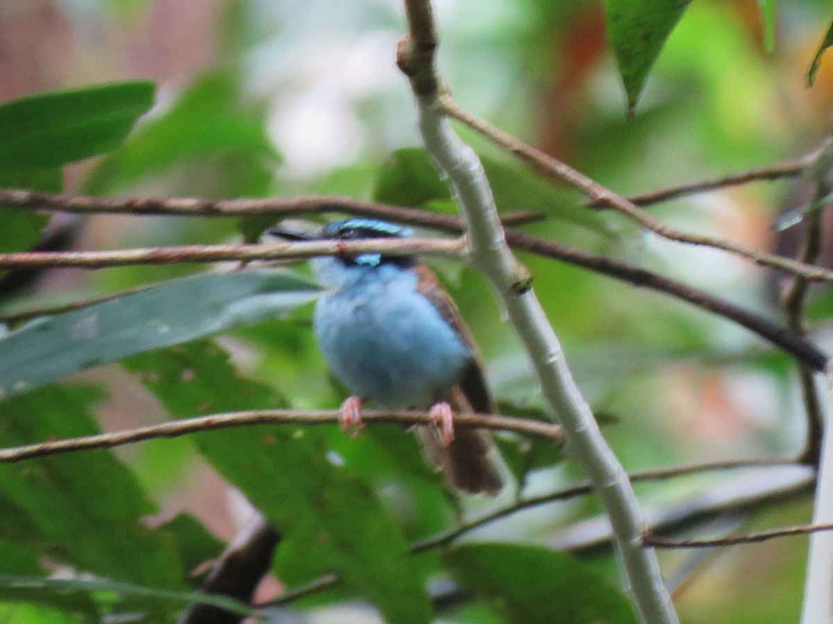 Campbell's Fairywren - ML625734042