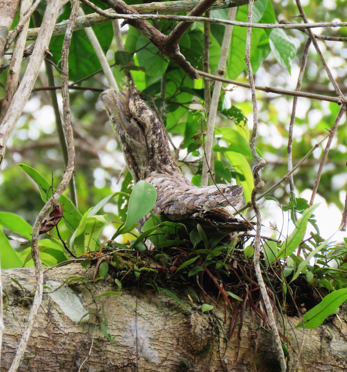 Marbled Frogmouth - ML625734095