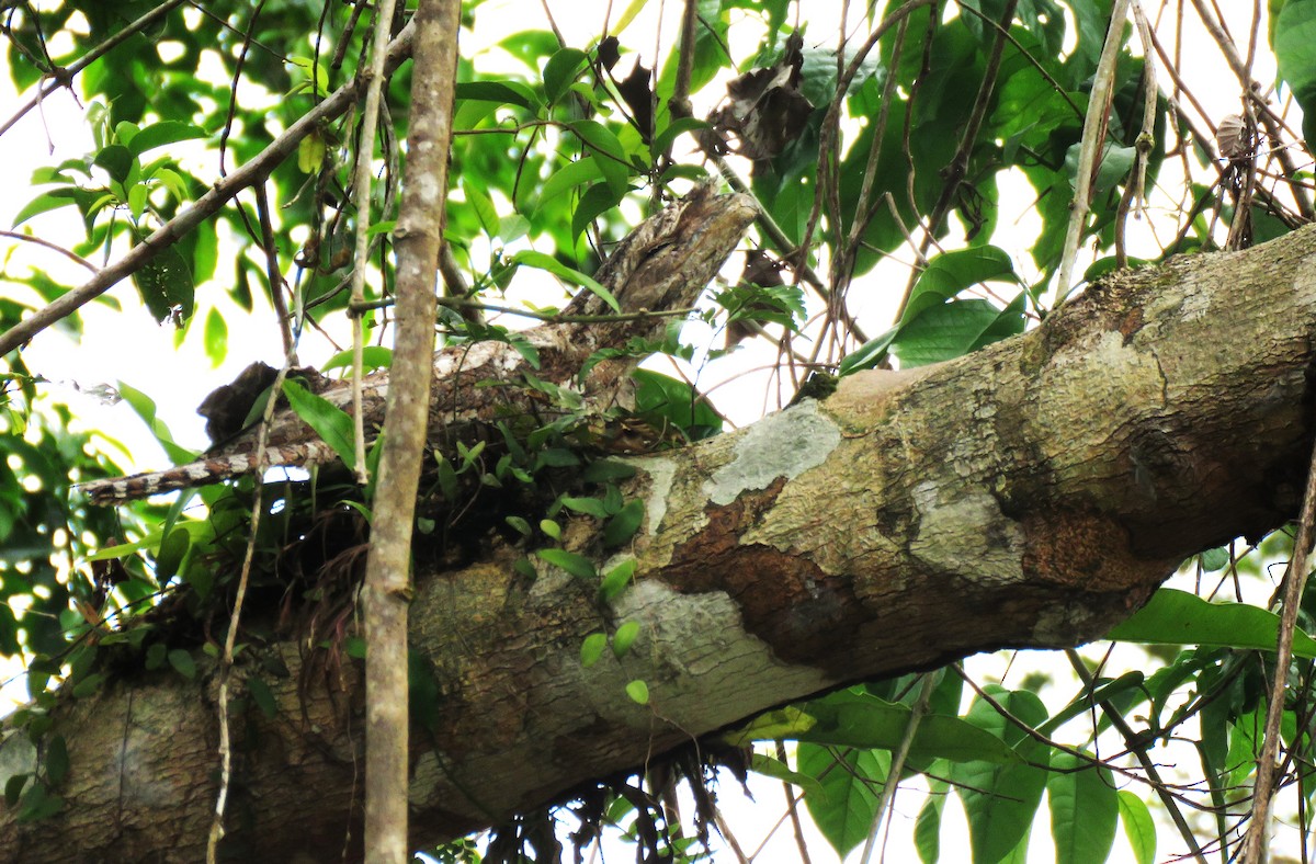 Marbled Frogmouth - ML625734096