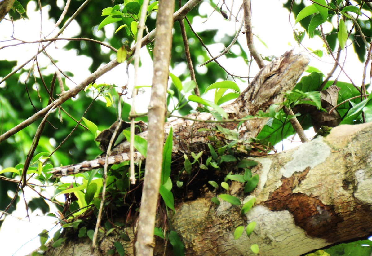 Marbled Frogmouth - ML625734098