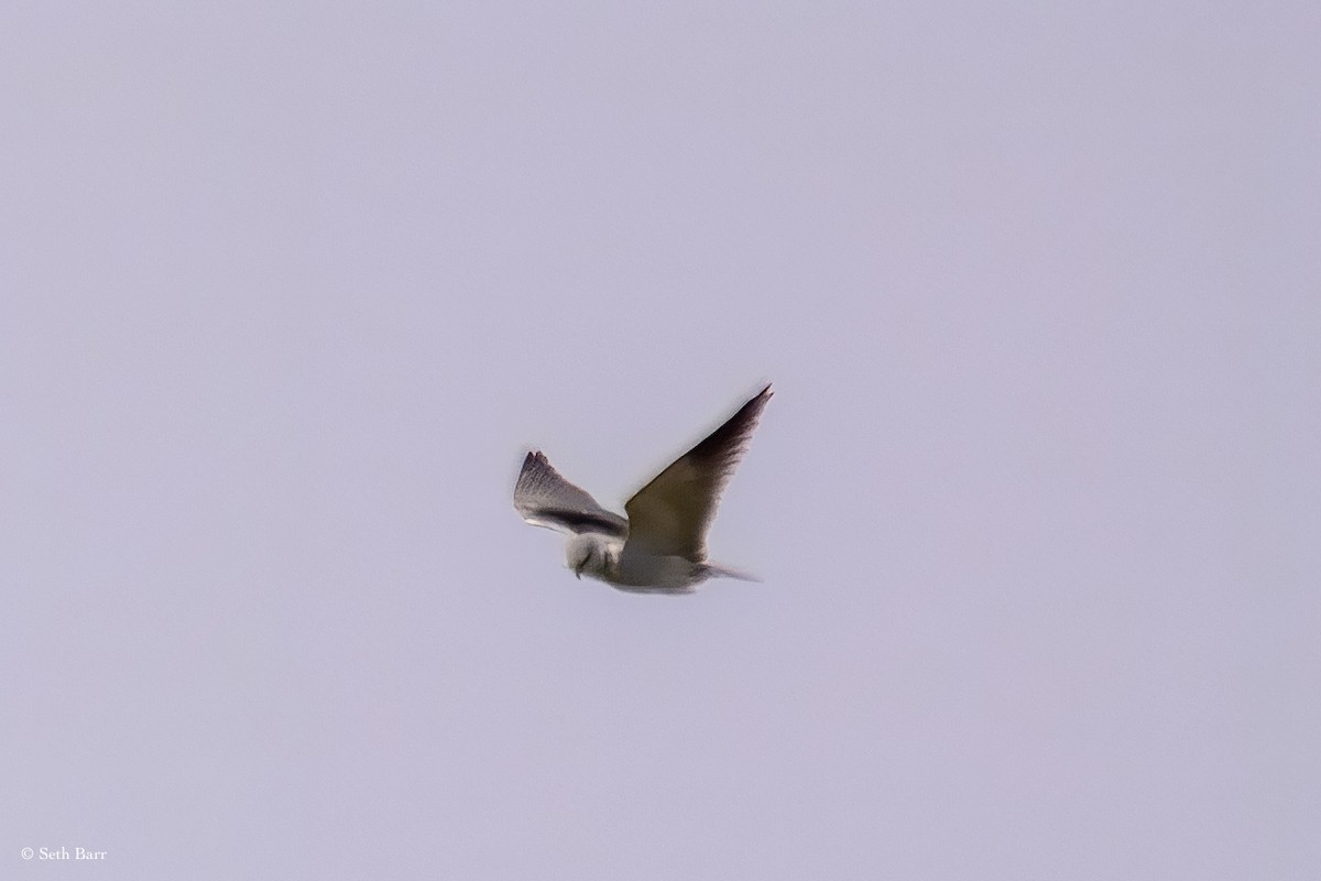 Black-winged Kite - ML625734379