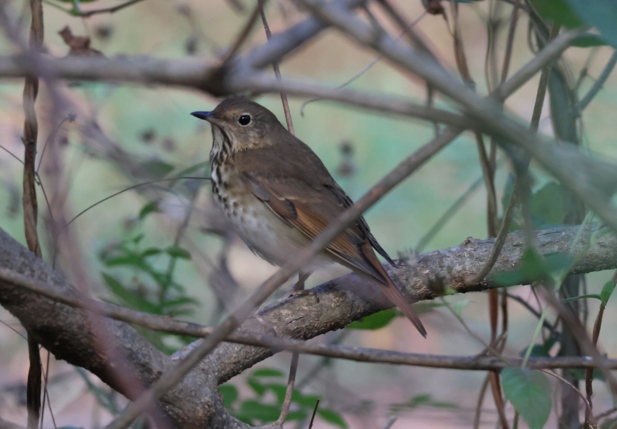 Hermit Thrush - ML625734416