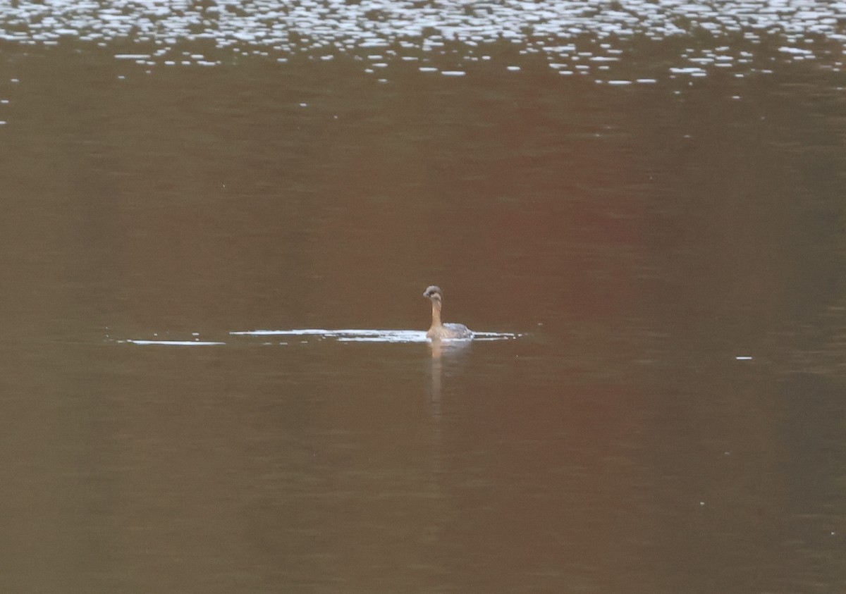 Pied-billed Grebe - ML625734421