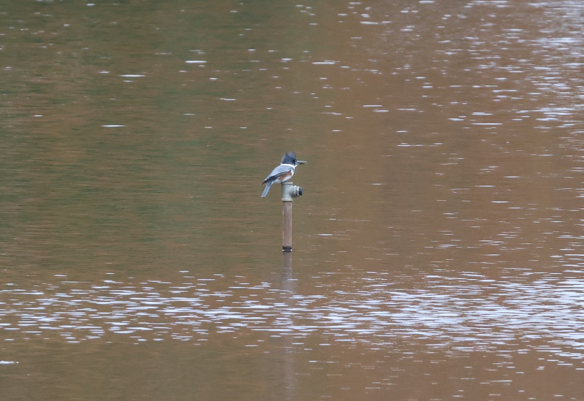 Belted Kingfisher - ML625734435