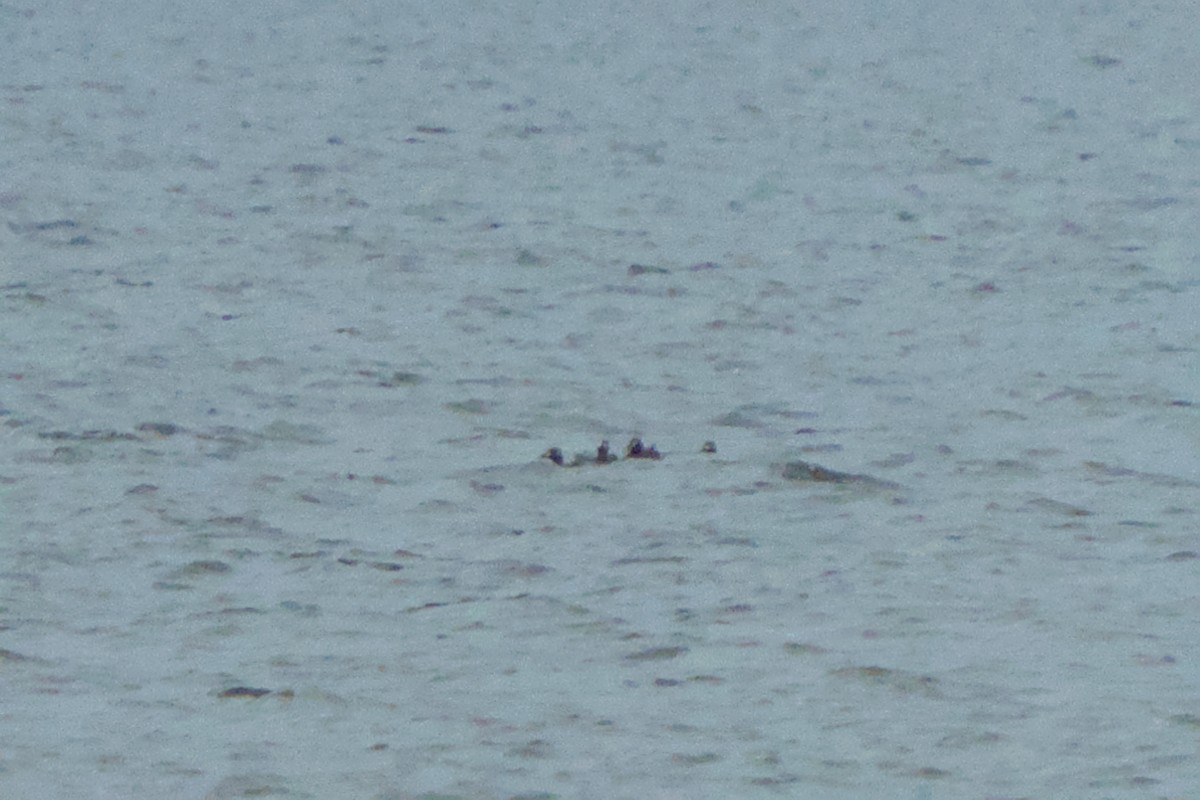White-winged Scoter - ML625734732