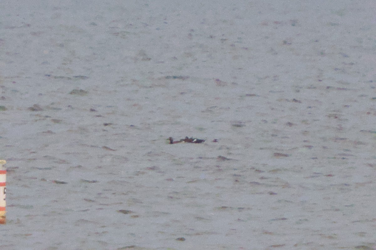 White-winged Scoter - ML625734733