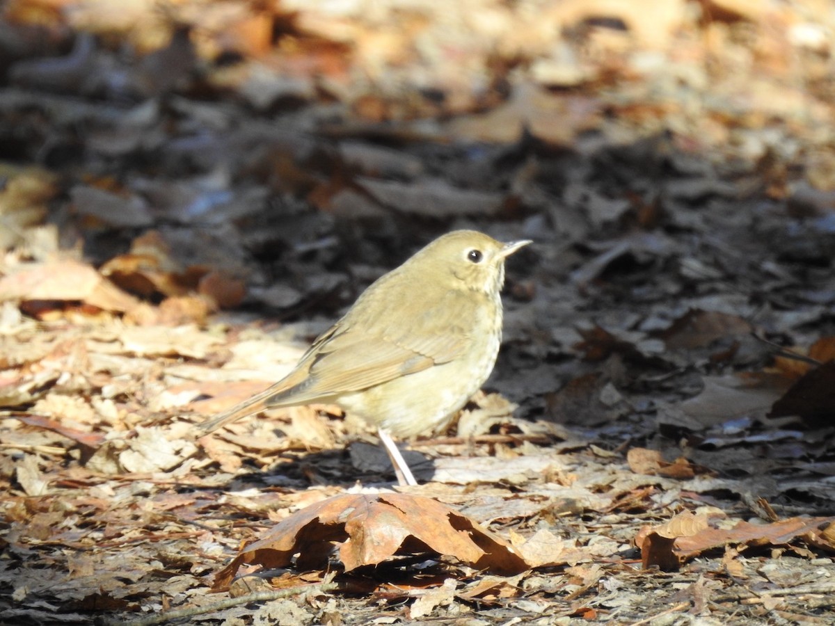 drozd rezavoocasý - ML625734785