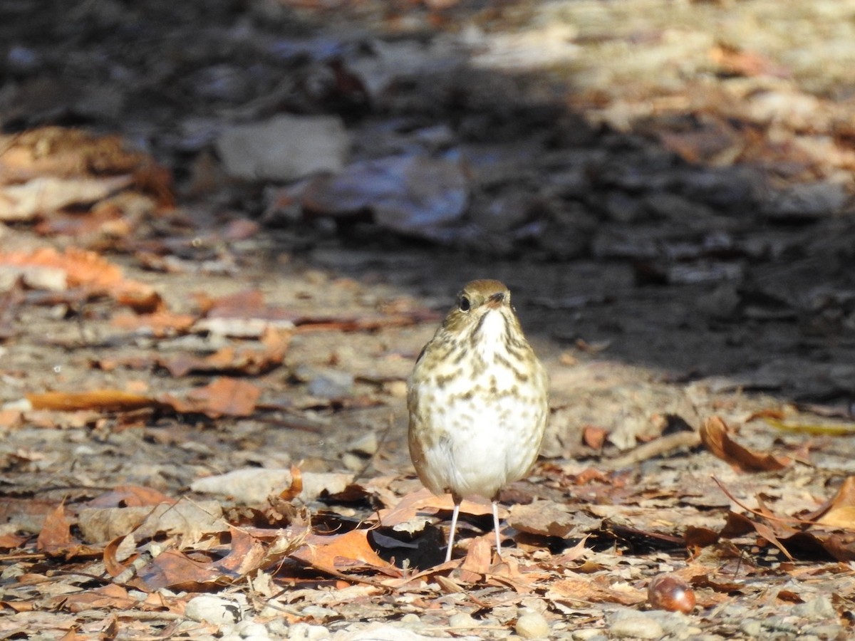 drozd rezavoocasý - ML625734786