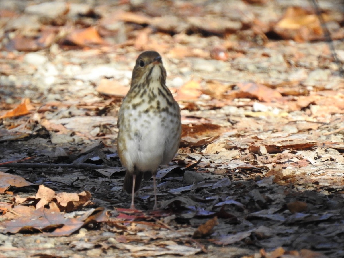 drozd rezavoocasý - ML625734788