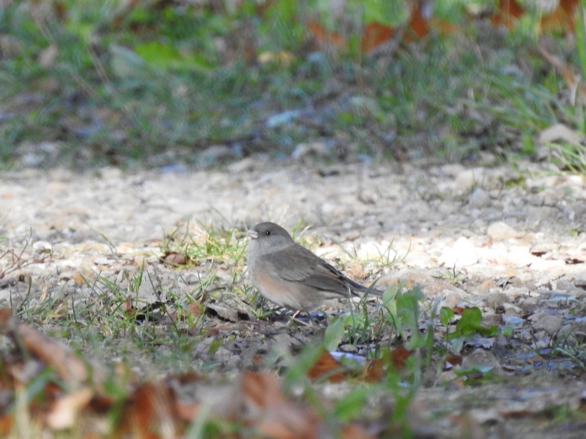 strnadec zimní - ML625734845