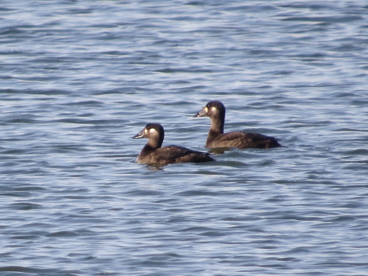 Surf Scoter - ML625734863