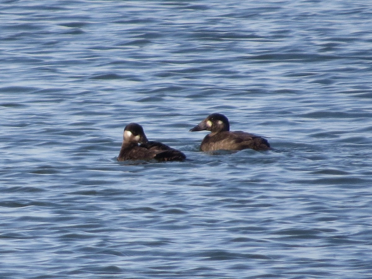 Surf Scoter - ML625734864