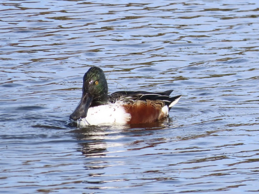 Northern Shoveler - Ruth Bergstrom