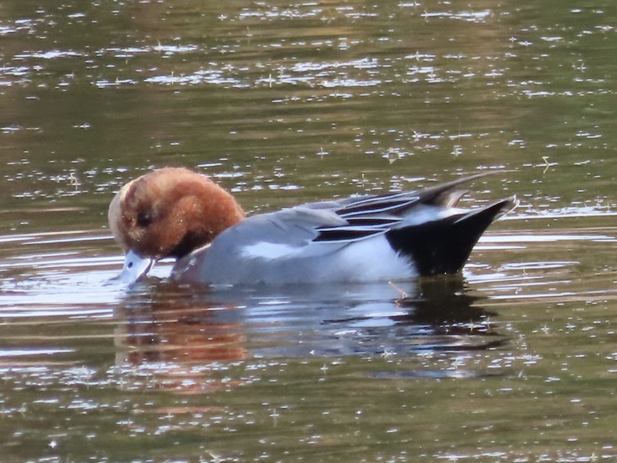 Eurasian Wigeon - Ruth Bergstrom