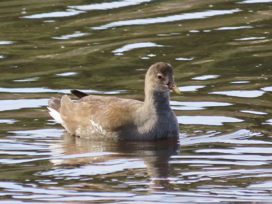 Common Gallinule - Ruth Bergstrom