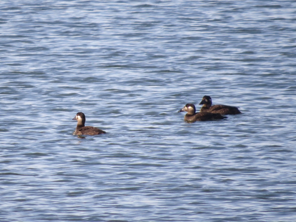 Surf Scoter - ML625734917