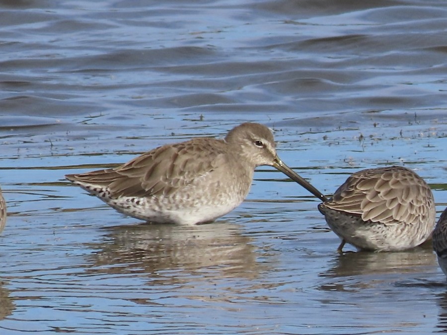 Long-billed Dowitcher - Ruth Bergstrom