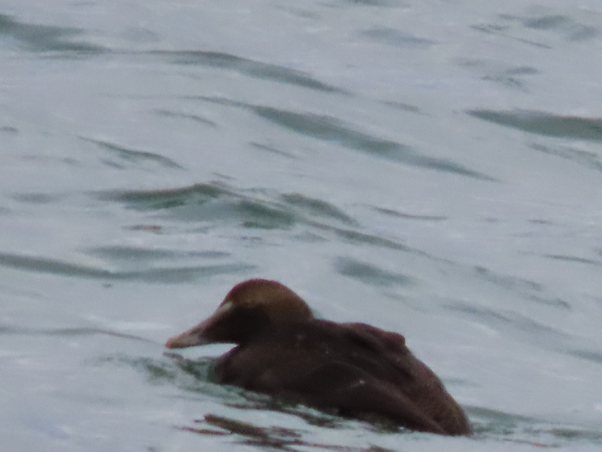 Common Eider - ML625734959