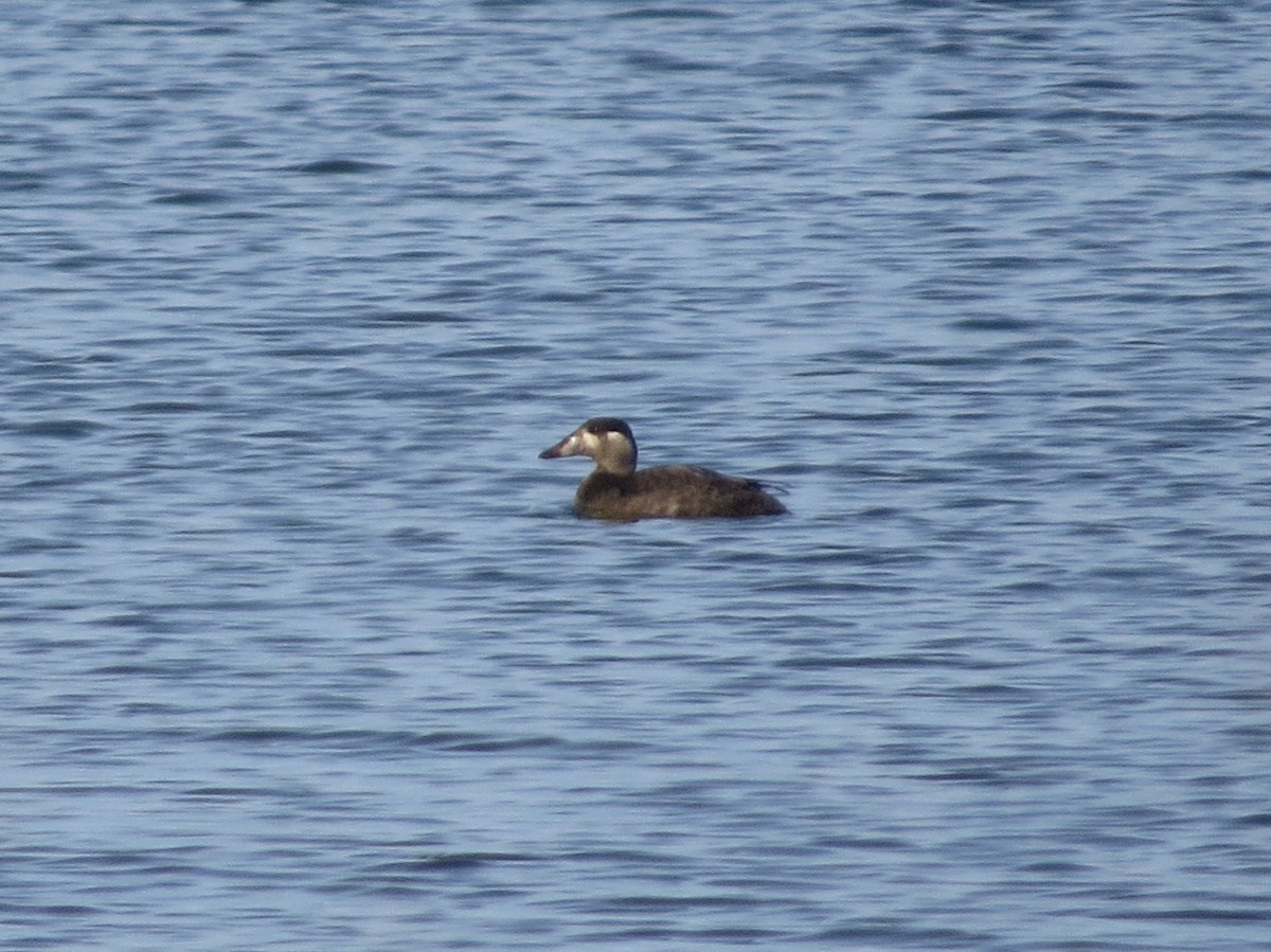 Surf Scoter - ML625734990