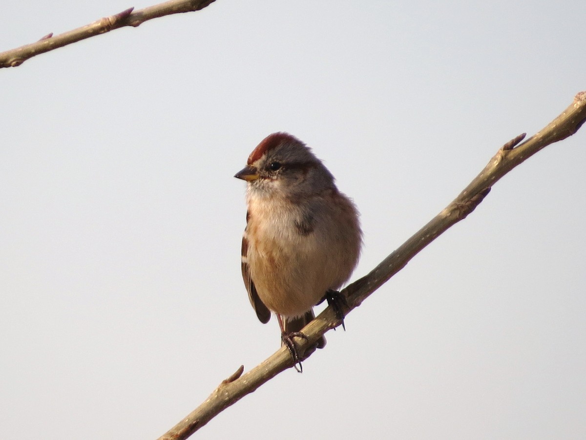 American Tree Sparrow - ML625735015