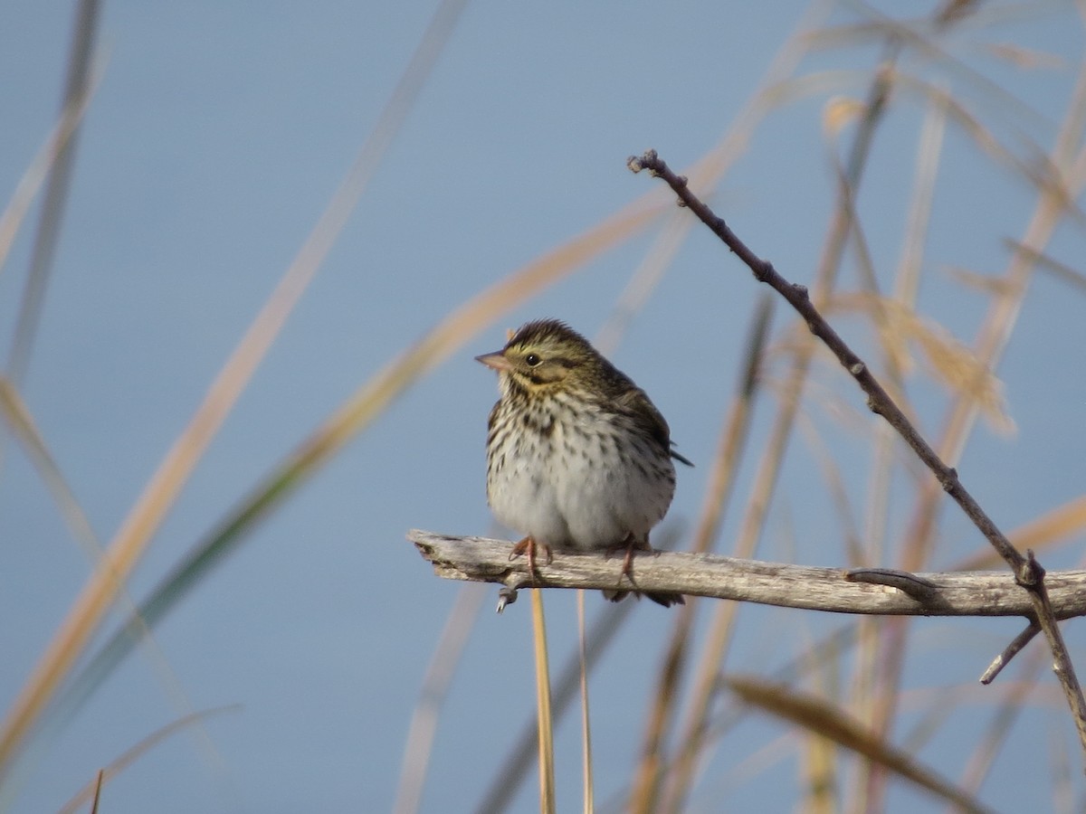 Savannah Sparrow - ML625735065