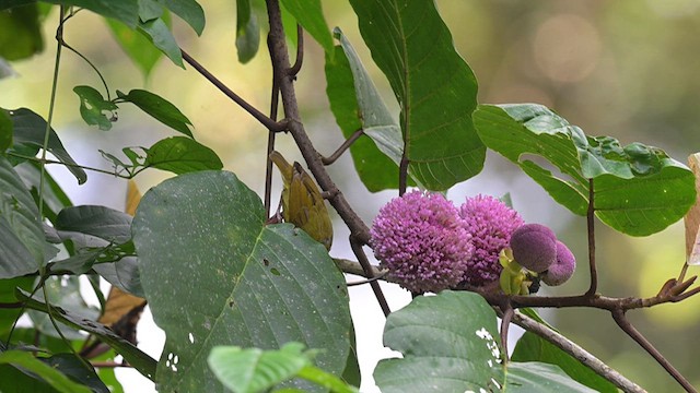 Yellow-eared Spiderhunter - ML625735108