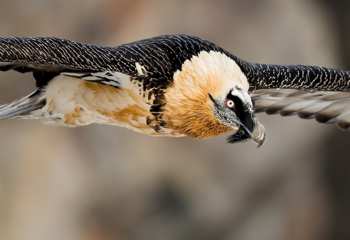 Bearded Vulture - ML625735246