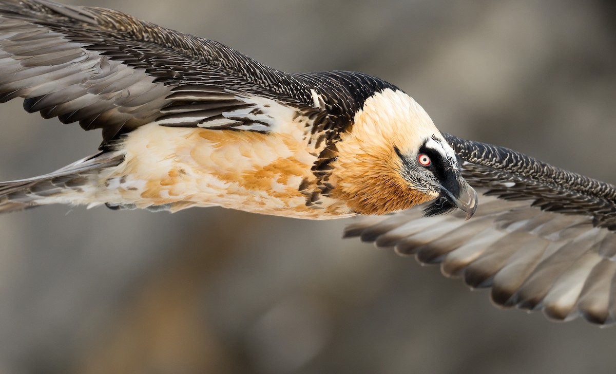 Bearded Vulture - ML625735257