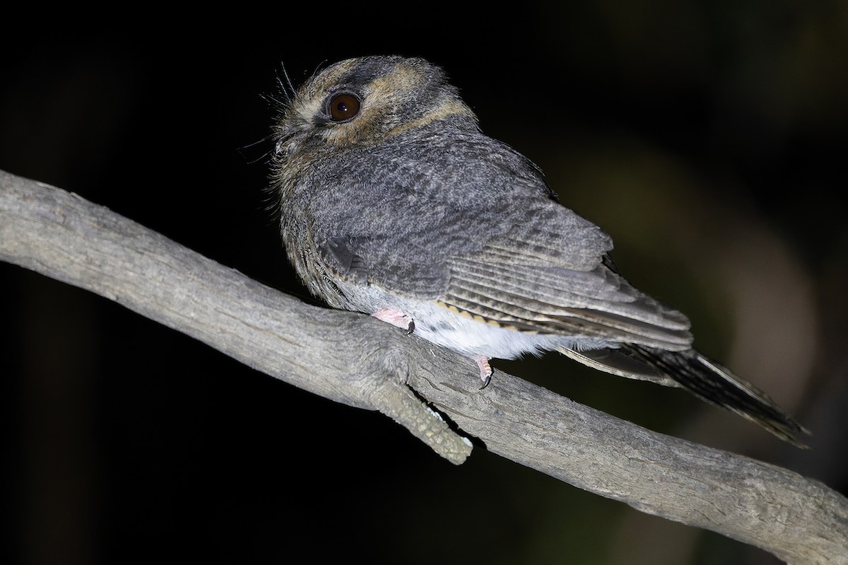 Australian Owlet-nightjar - ML625735260