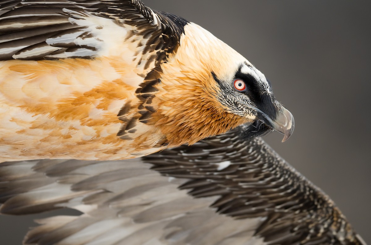 Bearded Vulture - ML625735261
