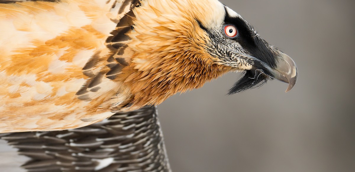 Bearded Vulture - ML625735263