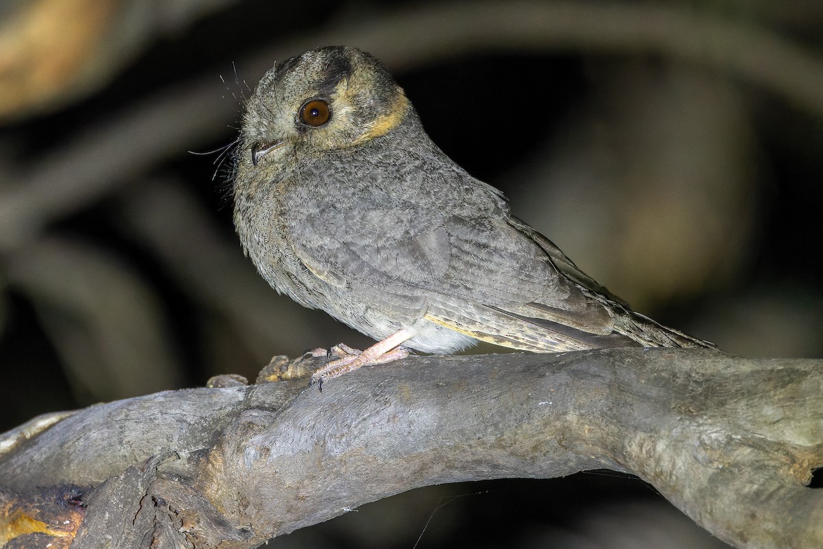 Australian Owlet-nightjar - ML625735264