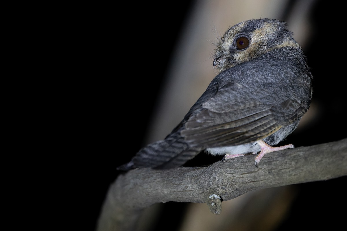 Australian Owlet-nightjar - ML625735265