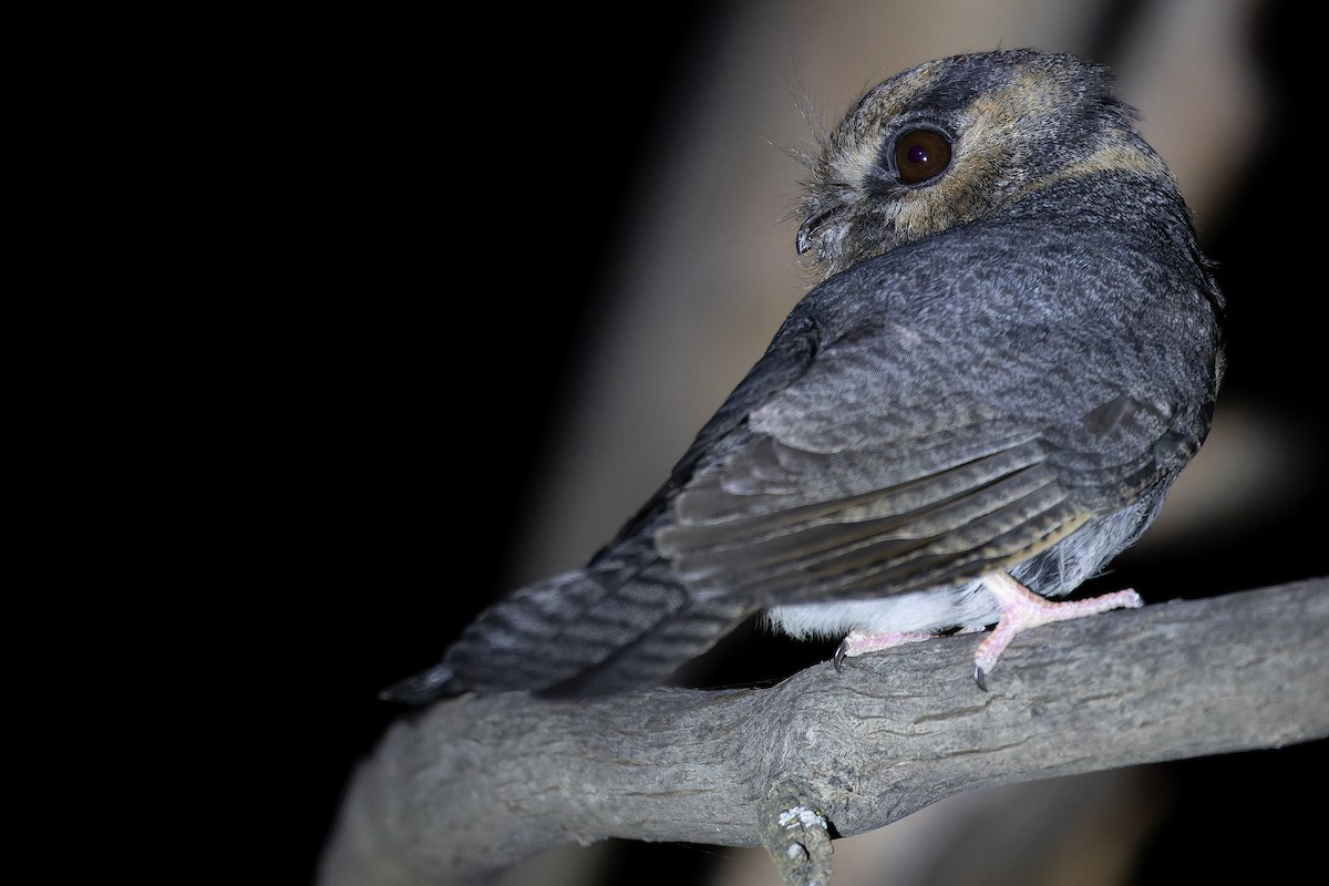 Australian Owlet-nightjar - ML625735266