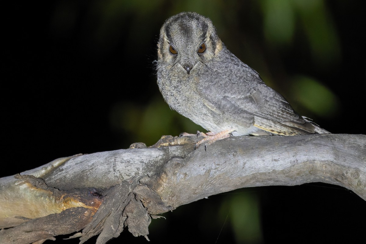 Australian Owlet-nightjar - ML625735267