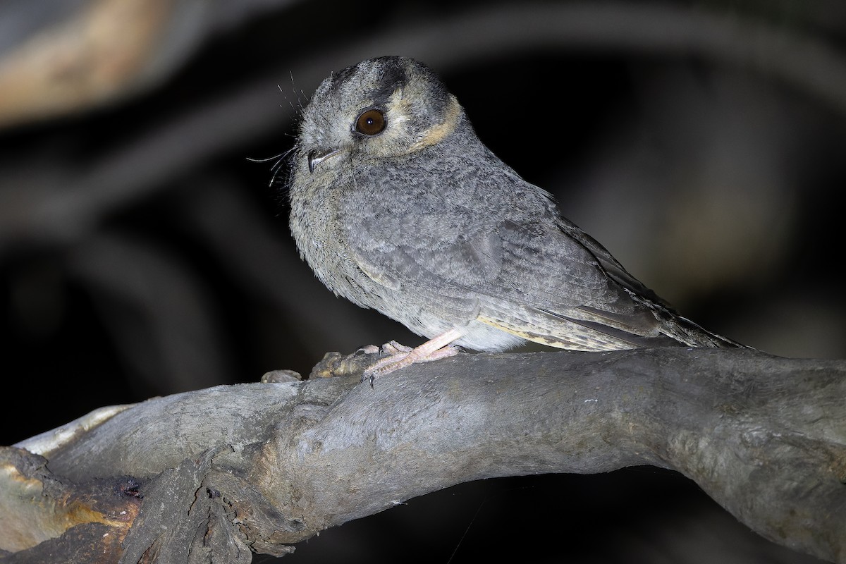 Australian Owlet-nightjar - ML625735268