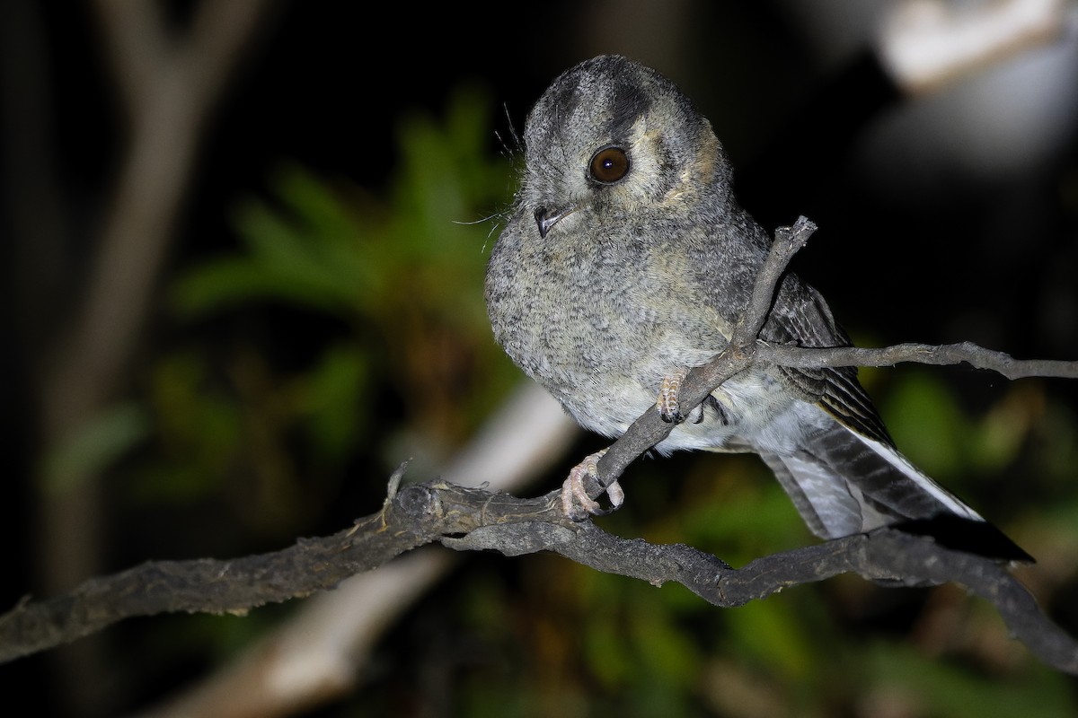 Australian Owlet-nightjar - ML625735269