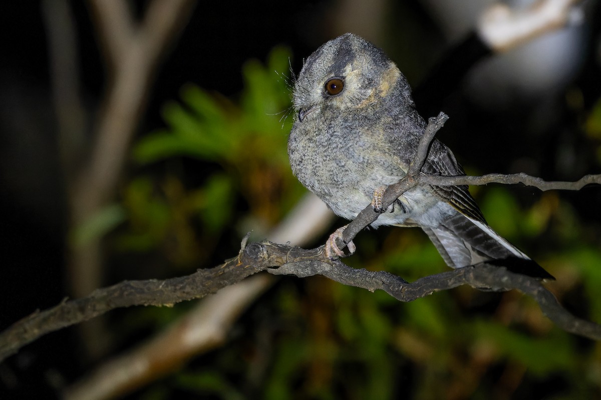 Australian Owlet-nightjar - ML625735270