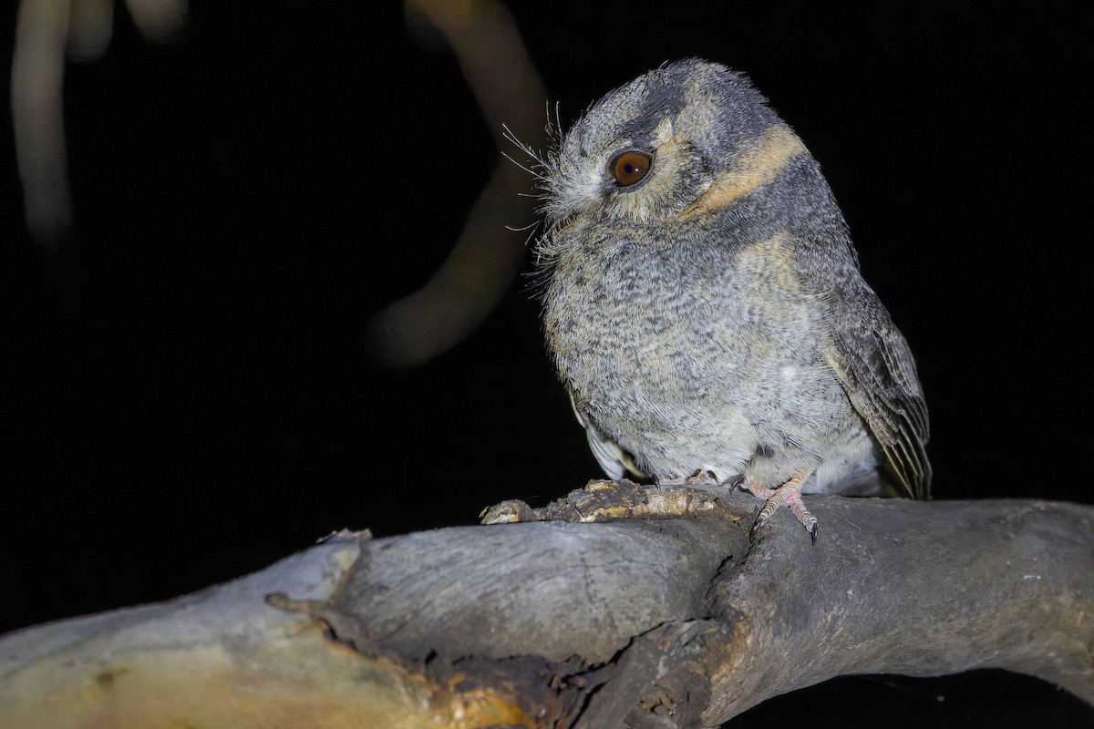 Australian Owlet-nightjar - ML625735271