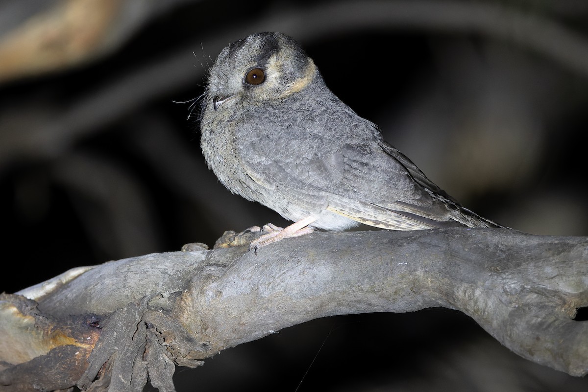 Australian Owlet-nightjar - ML625735273