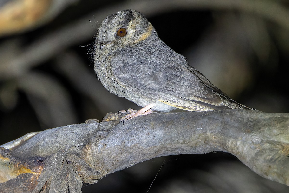 Australian Owlet-nightjar - ML625735276