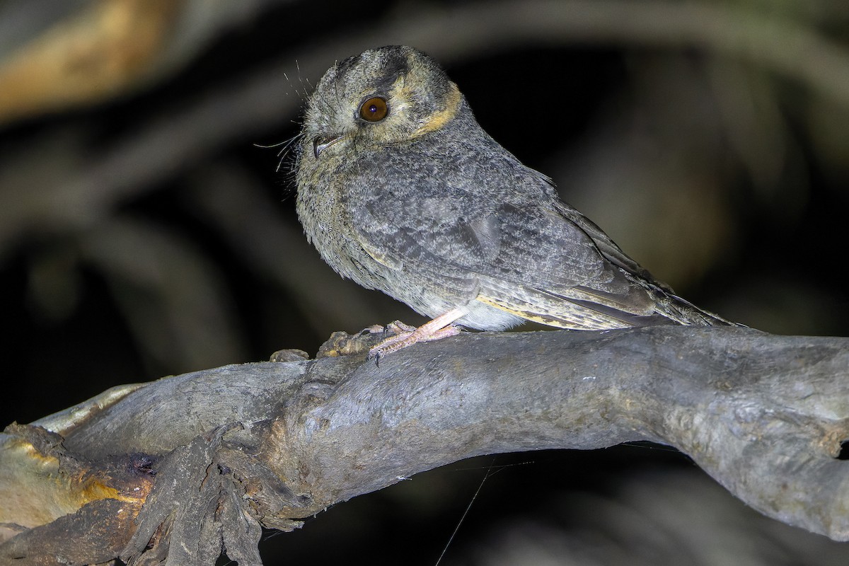 Australian Owlet-nightjar - ML625735277