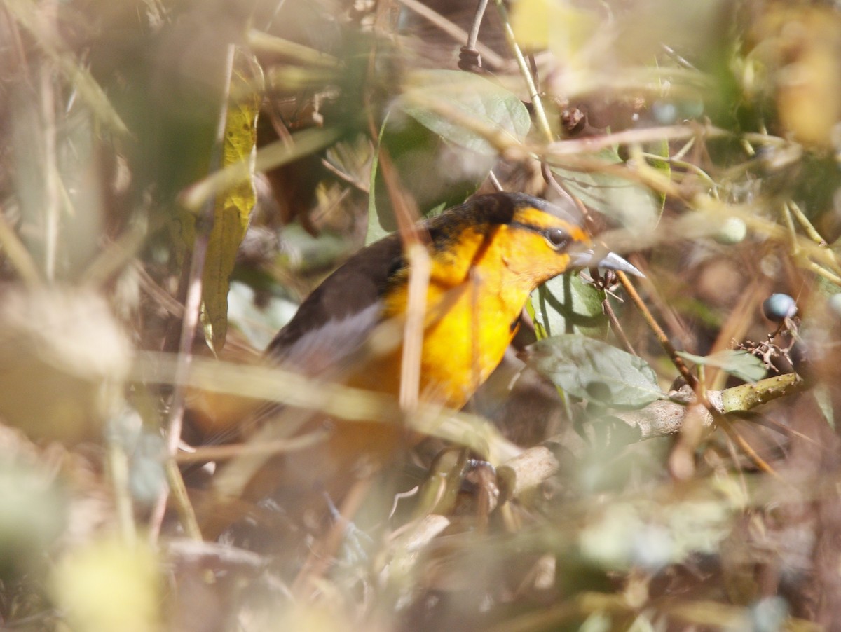 Bullock's Oriole - ML625735421