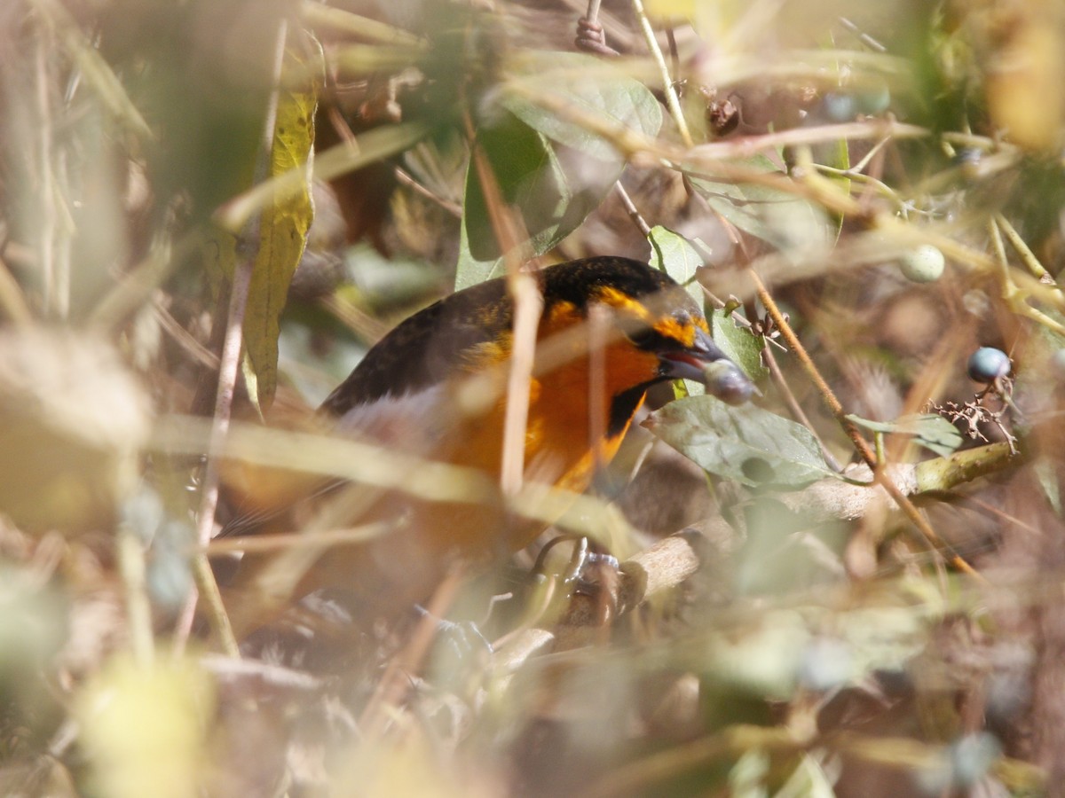 Bullock's Oriole - ML625735422
