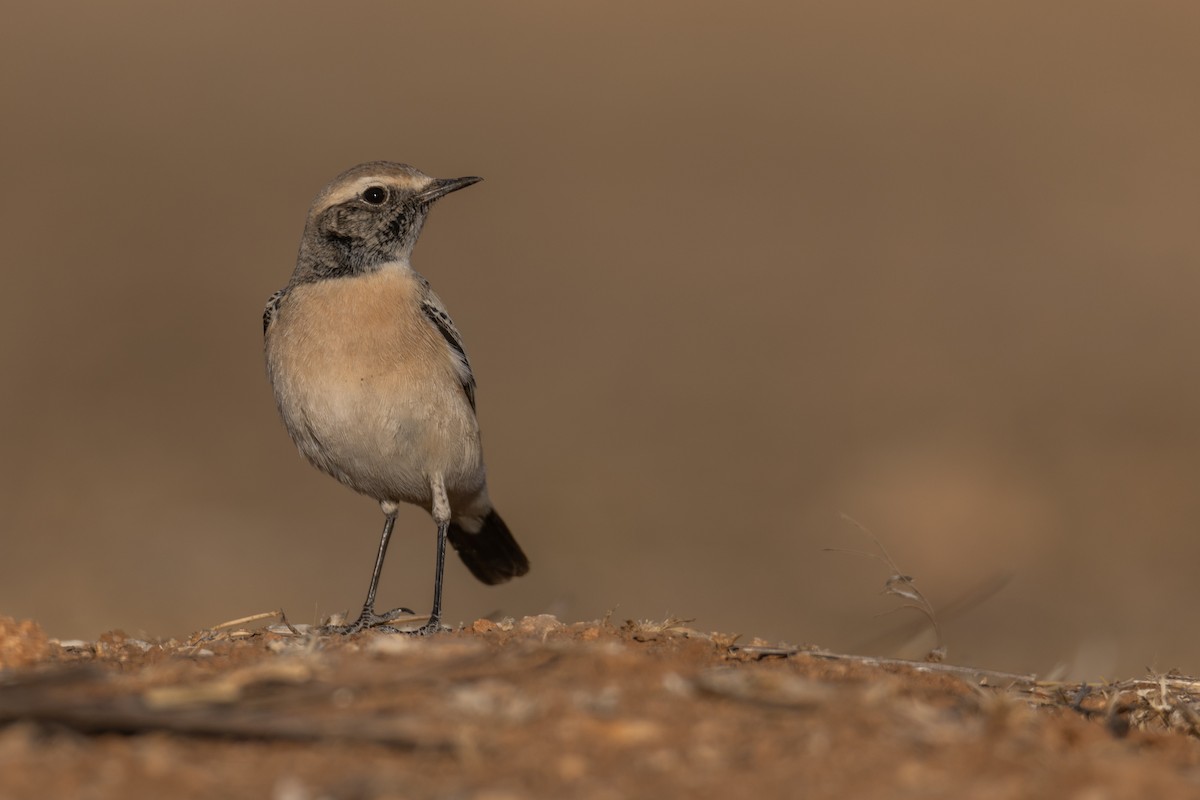 漠䳭 - ML625735502