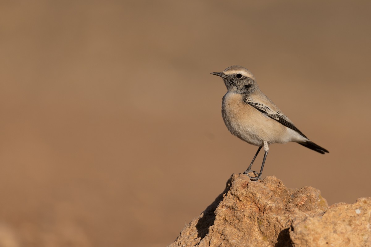 漠䳭 - ML625735503