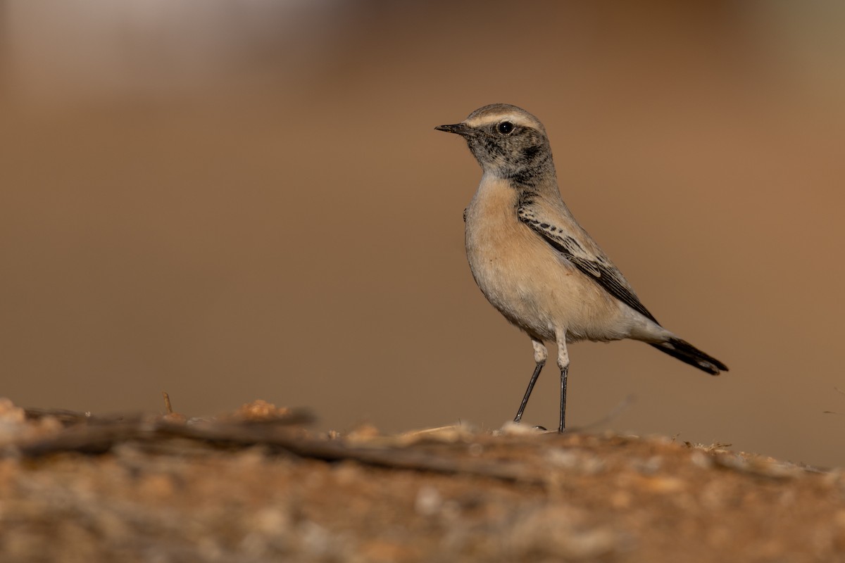 漠䳭 - ML625735504