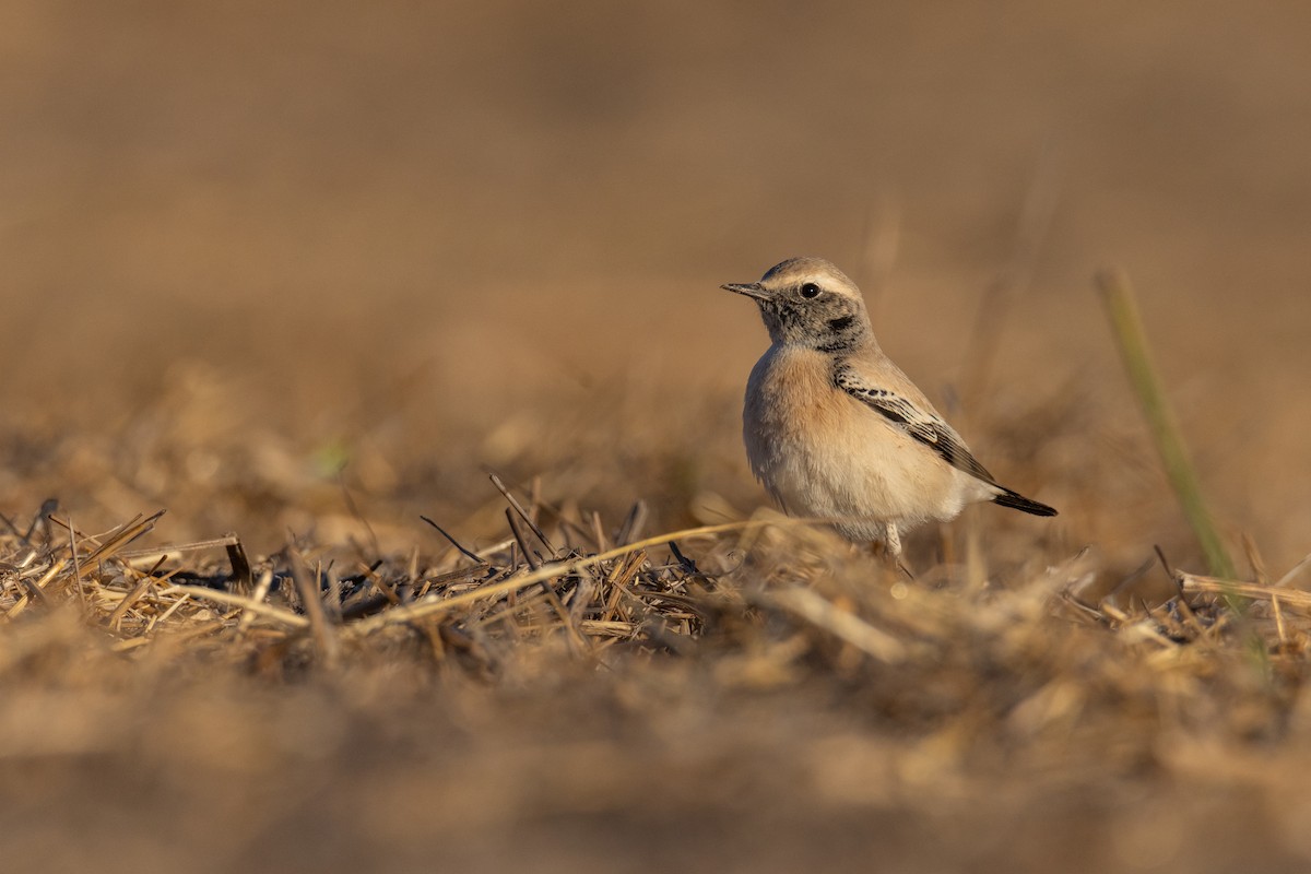 漠䳭 - ML625735506