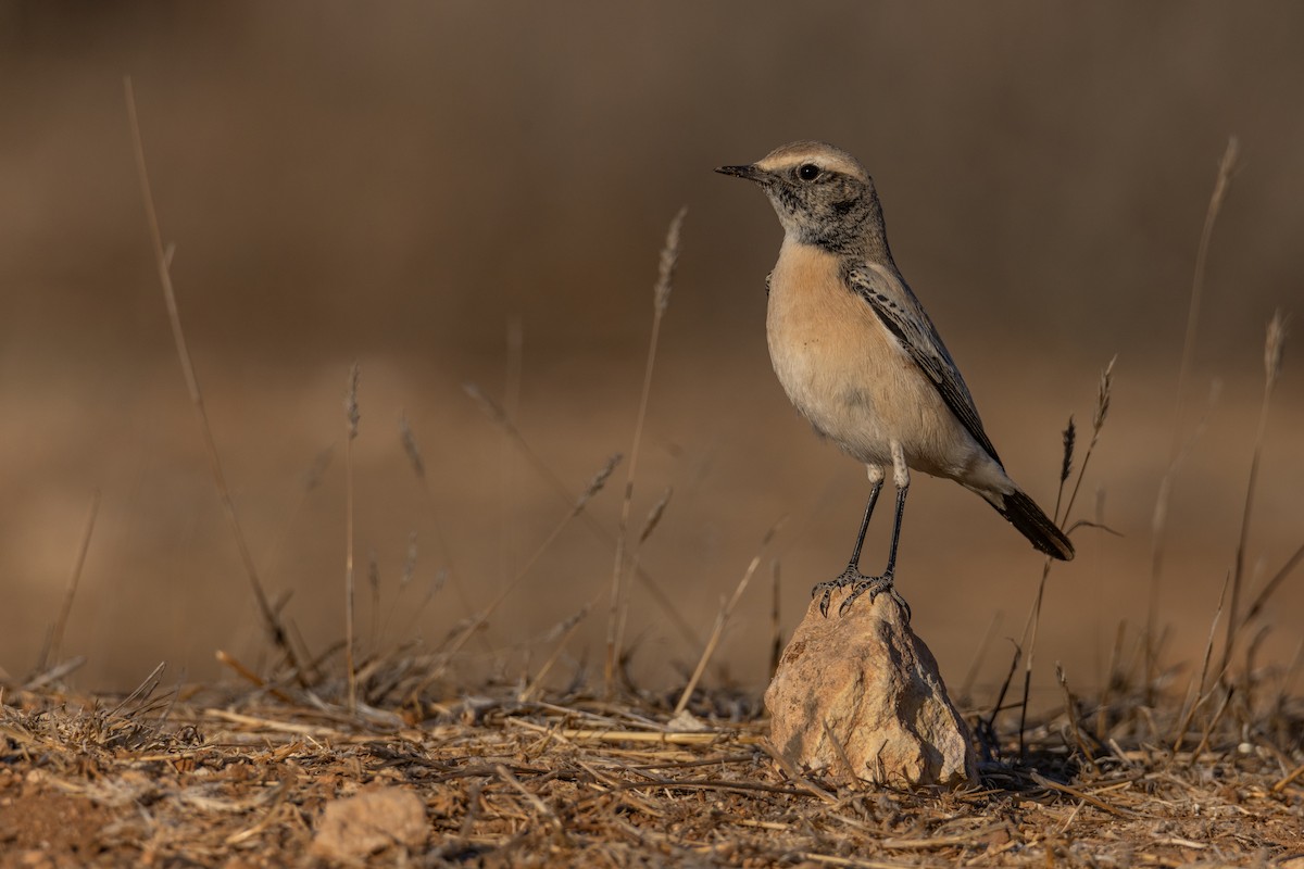 漠䳭 - ML625735507