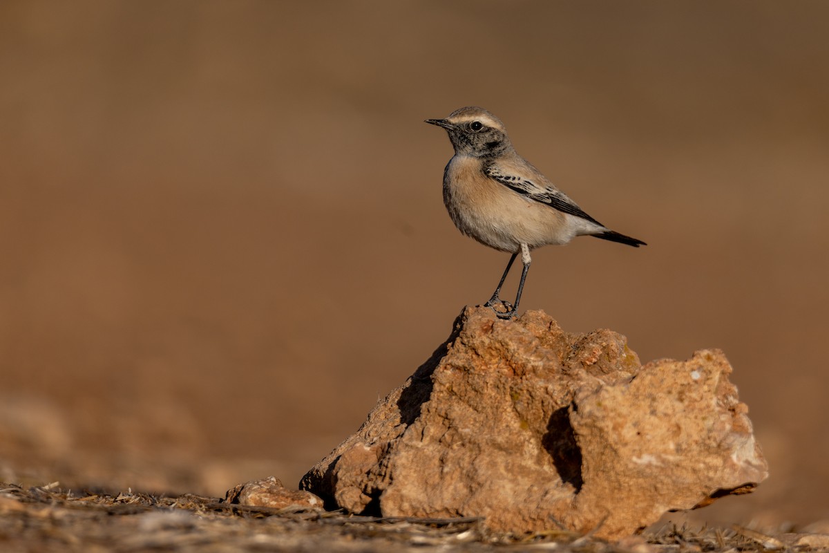 漠䳭 - ML625735508